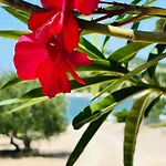 №5 Hébergement de vacances Drage
